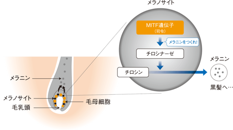 メラノサイトとチロシンの関係