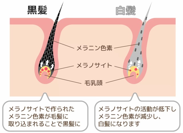 メラノサイトの役割