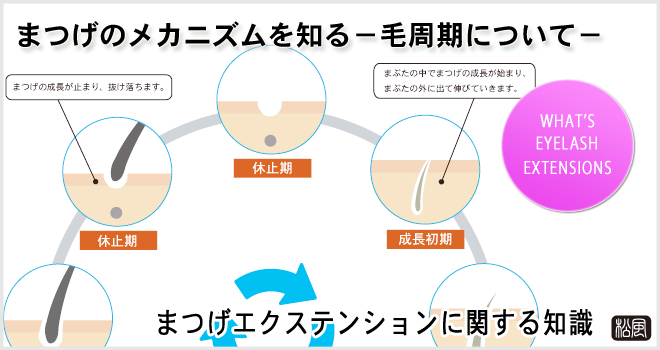 まつ毛のサイクル（毛周期）をあらわした図