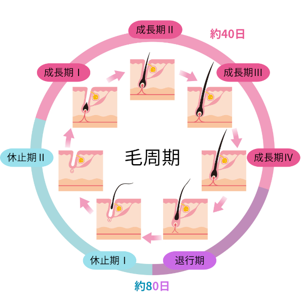 まつ毛の毛周期の図