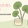CICA（シカ）とは？