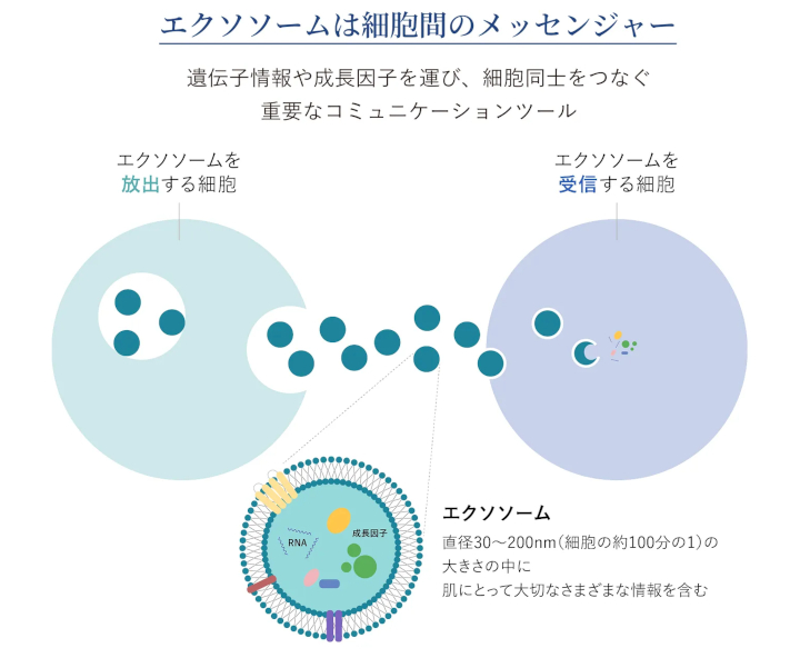 iCellコアドロップセラムに配合されているエクソソームの働き