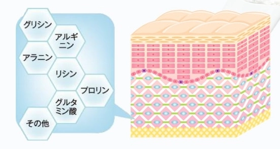 コメ発酵生命体