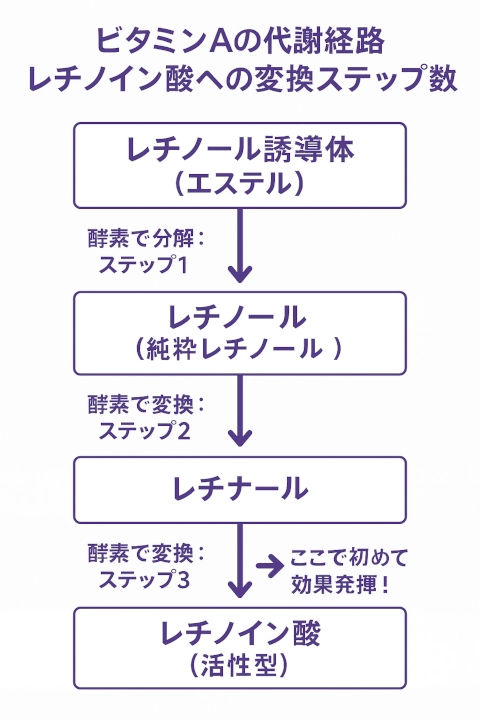 レチノールからレチノイン酸への変換ステップ