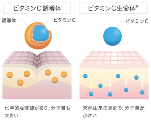ビタミンC生命体